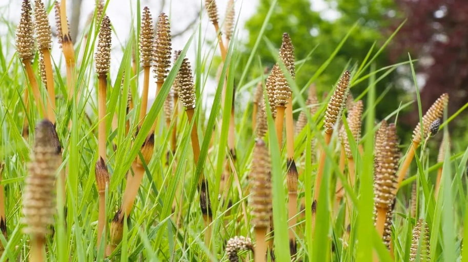 Horsetail: Benefits, Uses, and Side Effects